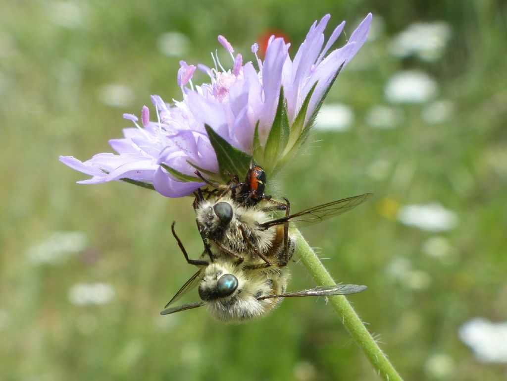 Phallenia fasciata, accoppiamento atipico